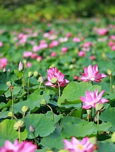 Khám Phá Vẻ Đẹp Và Ẩm Thực Tại Hai Lúa Ẩm Thực - Nghỉ Dưỡng Sinh Thái