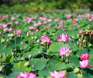 Khám Phá Vẻ Đẹp Và Ẩm Thực Tại Hai Lúa Ẩm Thực - Nghỉ Dưỡng Sinh Thái