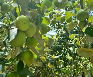 Vườn Táo Khu Hai Lúa Vào Mùa Chín – Hành Trình Trở Về Miệt Vườn Yên Bình