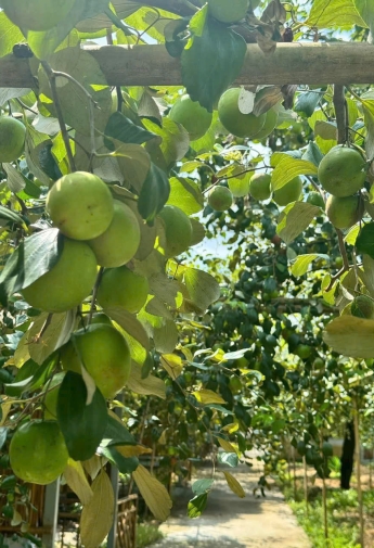 Vườn Táo Khu Hai Lúa Vào Mùa Chín – Hành Trình Trở Về Miệt Vườn Yên Bình