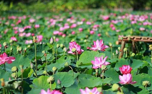 Khám Phá Vẻ Đẹp Và Ẩm Thực Tại Hai Lúa Ẩm Thực - Nghỉ Dưỡng Sinh Thái