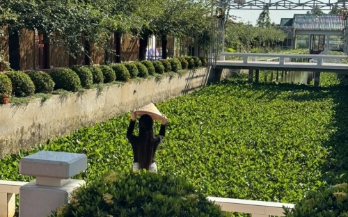 Vườn táo cổ thụ Hai Lúa - Nét đặc sắc một không hai tại Đồng Tháp