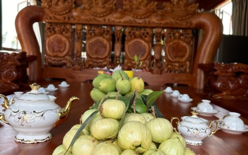 Quả lê ( quả Lý) là loại quả được xem là đặc sản của “vương quốc trái cây” miền Tây