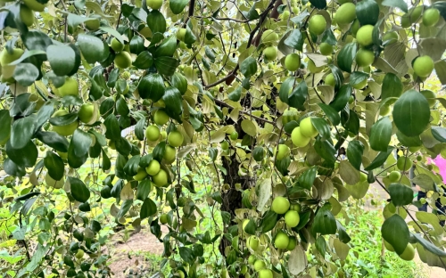 Mùa Táo Chín Rộ Tại HAI LÚA – Check-in Vườn Táo Xanh Ngát Giữa Lòng Đồng Tháp