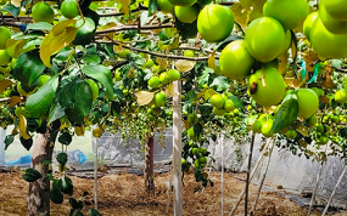 Vườn Táo Cổ Thụ