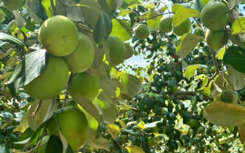 Vườn Táo Khu Hai Lúa Vào Mùa Chín – Hành Trình Trở Về Miệt Vườn Yên Bình