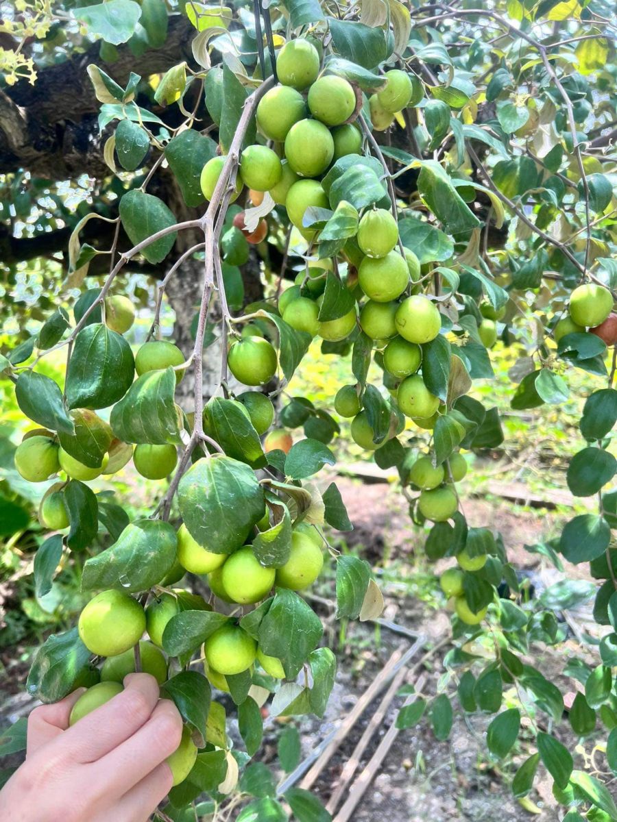 Hai Lúa Ẩm Thực Nghỉ Dưỡng Sinh Thái 