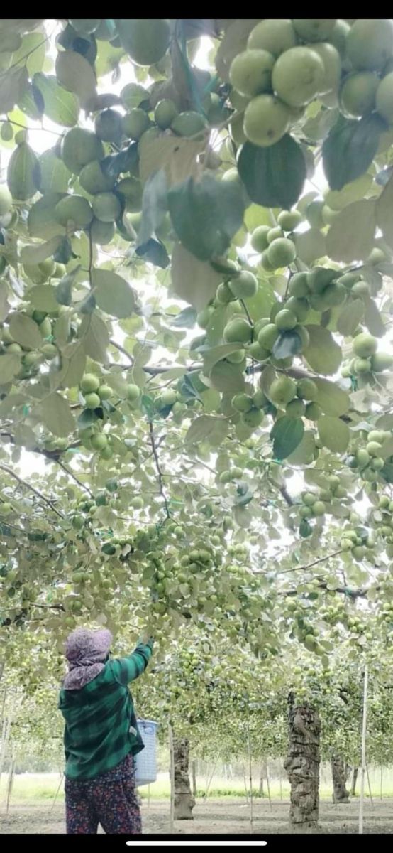 Hai Lúa Ẩm Thực Nghỉ Dưỡng Sinh Thái 