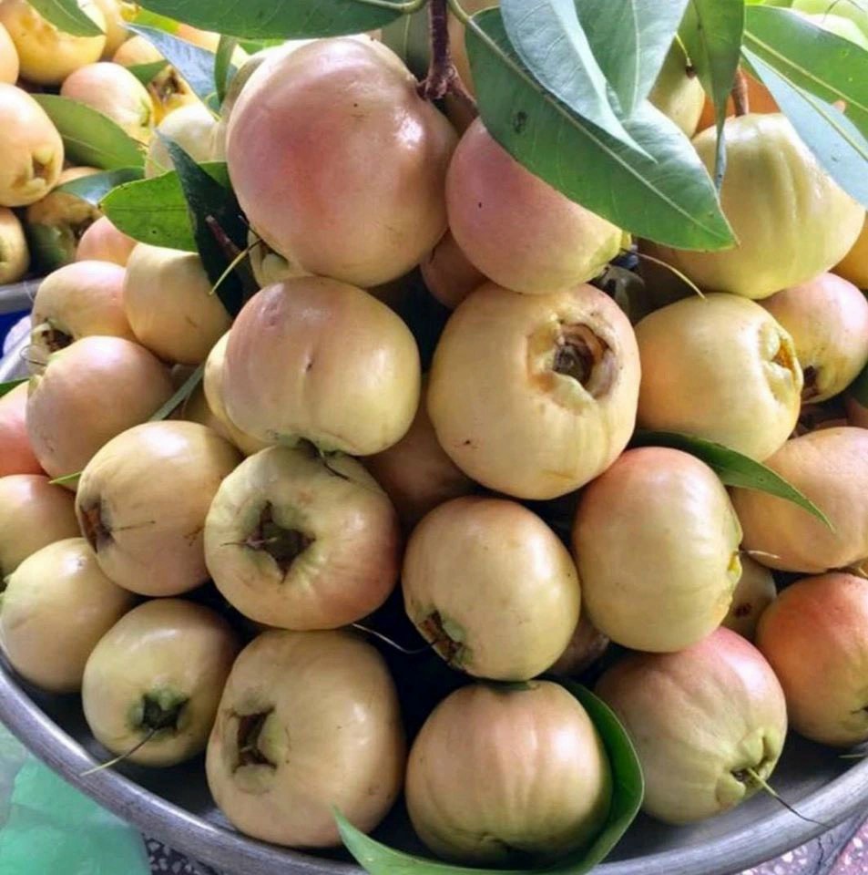 Hình ảnh thực tế của quả trái lý đầu mùa tại HAI LÚA ẨM THỰC - NGHĨ DƯỠNG SINH THÁI - VƯỜN TÁO CỔ THỤ