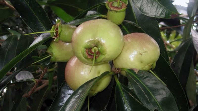 Hai Lúa Ẩm Thực Nghỉ Dưỡng Sinh Thái 