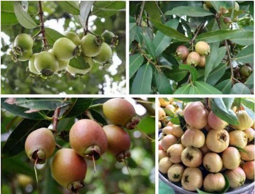 Hai Lúa Ẩm Thực Nghỉ Dưỡng Sinh Thái 