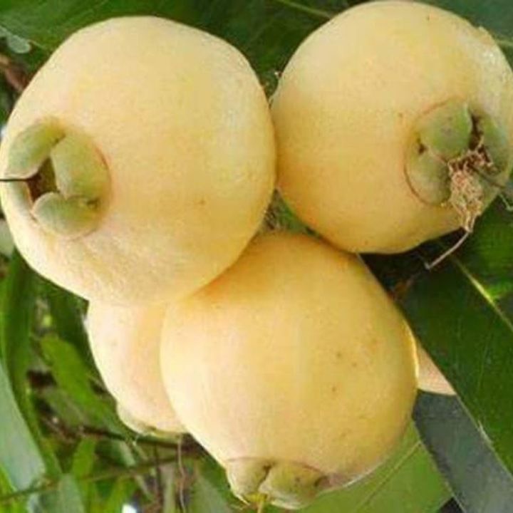 Hai Lúa Ẩm Thực Nghỉ Dưỡng Sinh Thái 